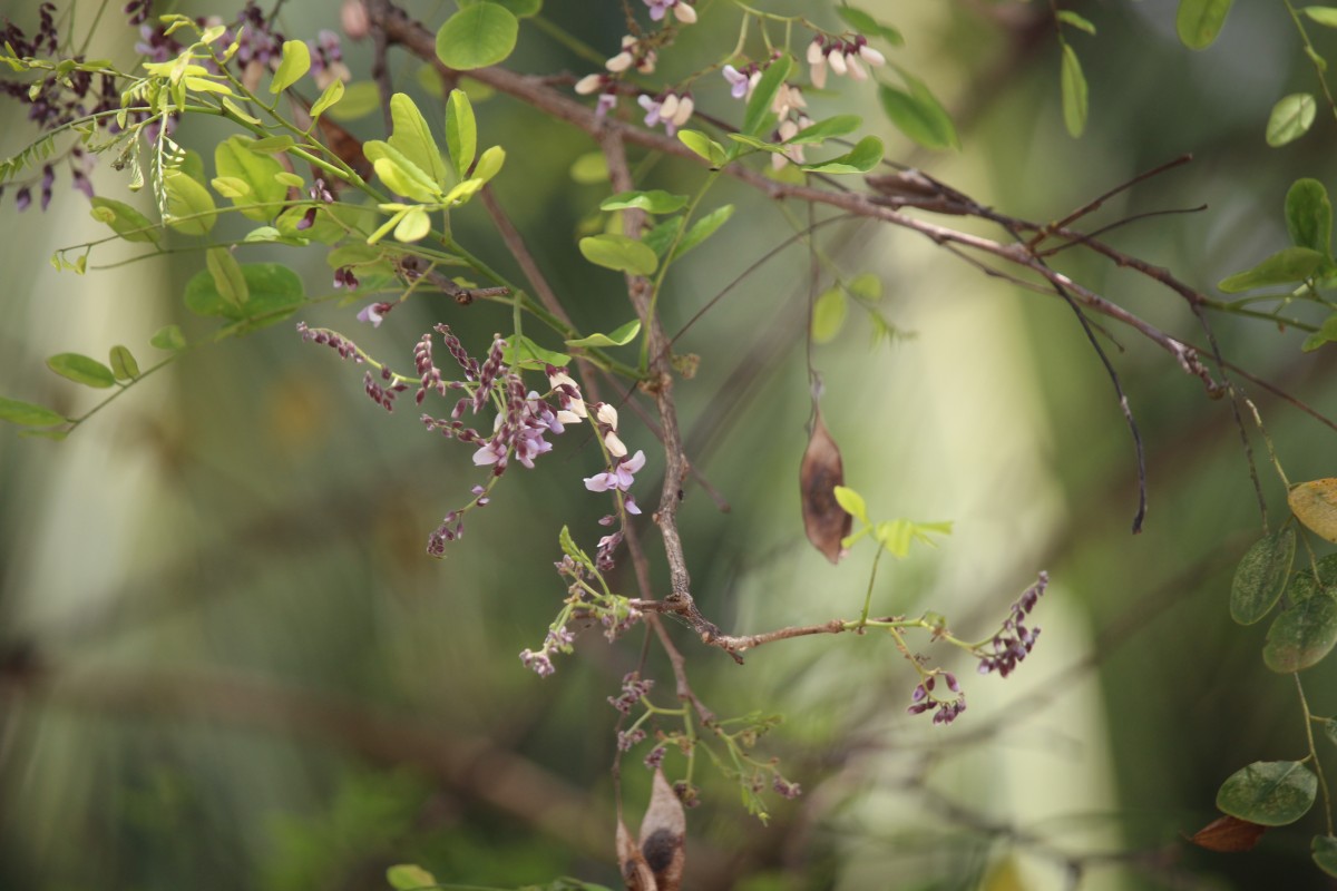 Dalbergia lanceolaria L.f.